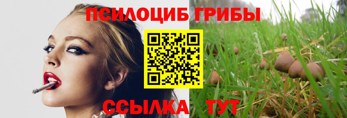 Галлюциногенные грибы Psilocybe  где можно купить   Галлюциногенные грибы Psilocybe  Павлово 